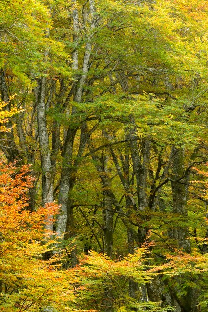 Detalhe de uma floresta de faias na folhagem de outono