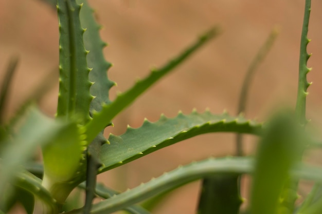 Detalhe de uma folha da planta Aloe. Uma planta extraordinária e mil propriedades.