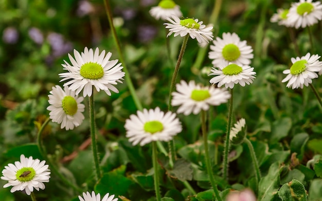 Detalhe de uma margarida desabrochando no prado na primavera