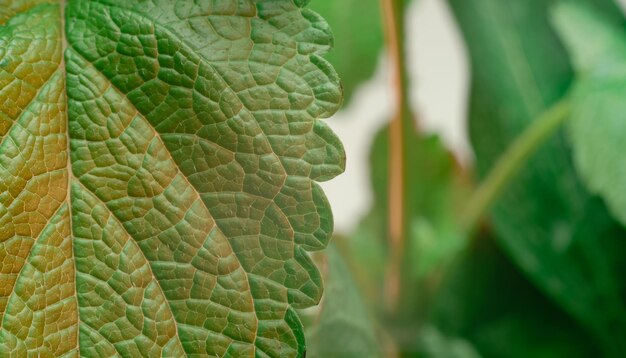 Detalhe de uma planta de folha de hortelã Belos padrões de fundo para a fotografia macro de design