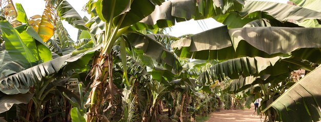 Detalhe de uma plantação de banana em luxor, egito