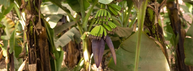 Detalhe de uma plantação de banana em Luxor, Egito