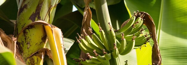 Detalhe de uma plantação de banana em Luxor, Egito