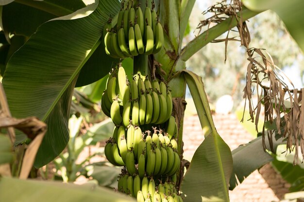 Detalhe de uma plantação de banana em Luxor, Egito.