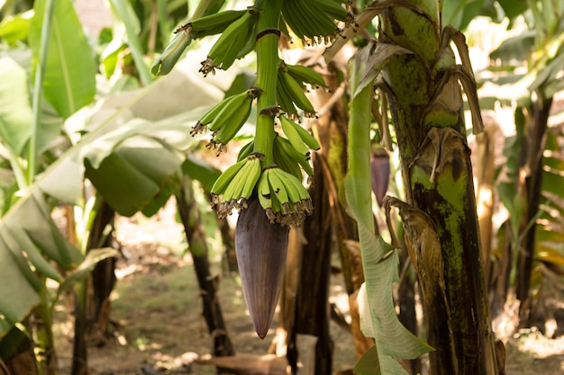 Detalhe de uma plantação de banana em luxor, egito