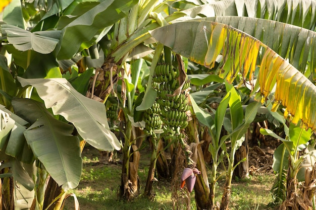 Detalhe de uma plantação de banana em luxor, egito