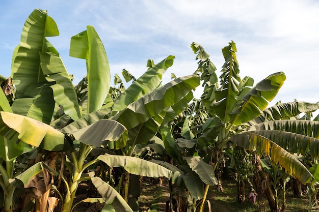 Detalhe de uma plantação de banana em Luxor, Egito