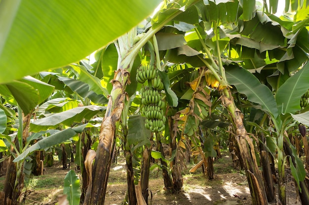 Detalhe de uma plantação de banana em luxor, egito