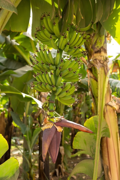Detalhe de uma plantação de banana em Luxor, Egito
