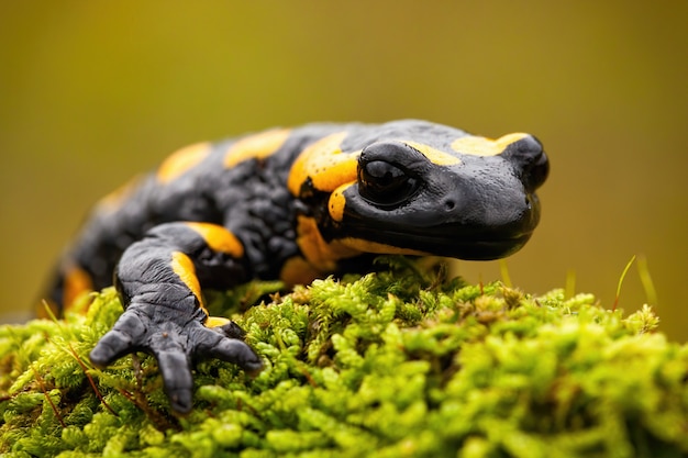 Detalhe de uma salamandra de fogo deitado no musgo verde na natureza europeia