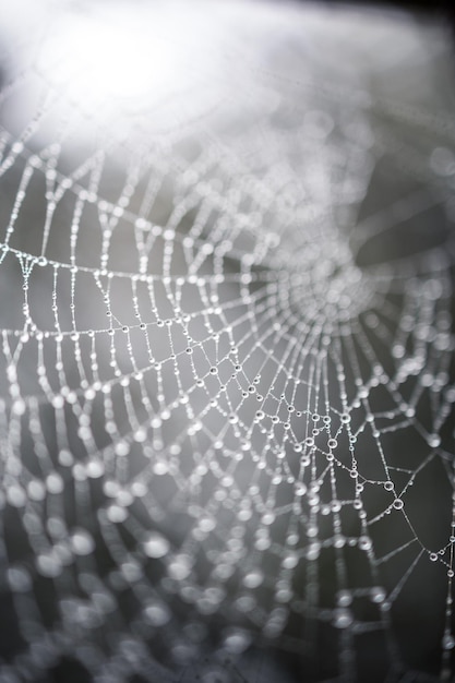 Detalhe de uma teia de aranha molhada com pingos de chuva