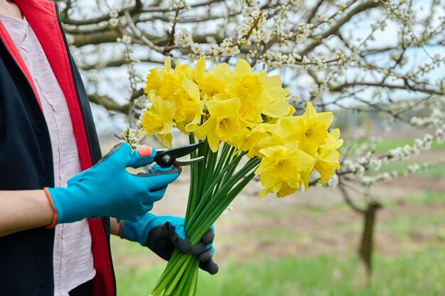 Detalhe do buquê de flores amarelas de narciso nas mãos de uma mulher