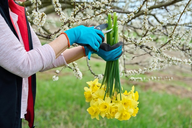 Detalhe do buquê de flores amarelas de narciso nas mãos de uma mulher