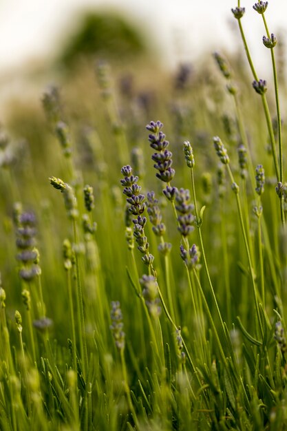 Detalhe do campo de lavanda