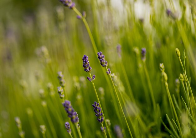 Detalhe do campo de lavanda