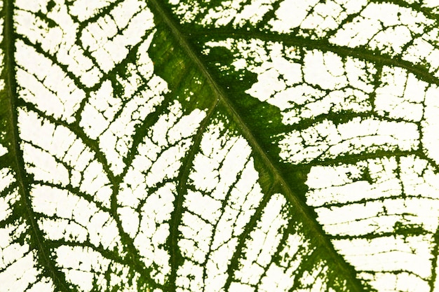 Detalhe do fundo de textura da folha de bon