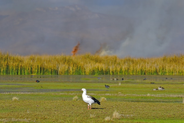 Detalhe do incêndio dos juncos dentro do lago Junin