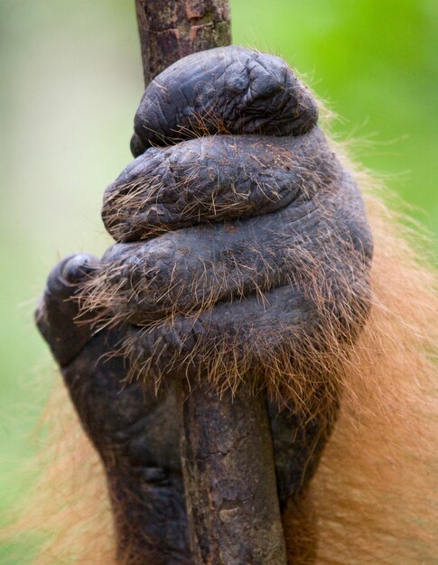 Detalhe do orangotango da frente. Fechar-se. Indonésia. A ilha de Kalimantan (Bornéu).