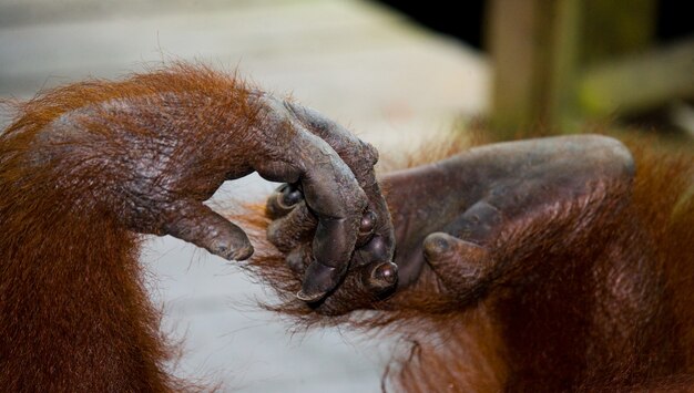 Detalhe do orangotango da frente. Fechar-se. Indonésia. A ilha de Kalimantan (Bornéu).