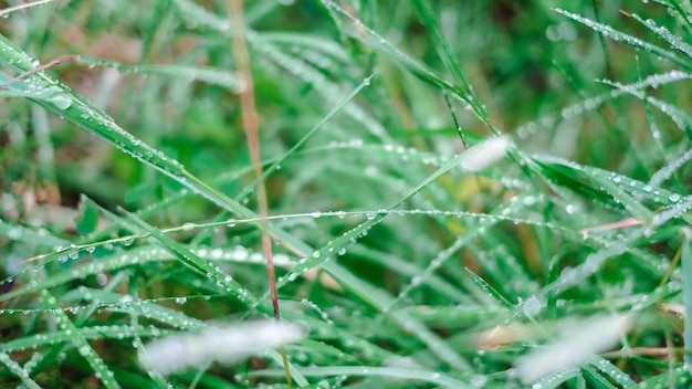 Detalhe do orvalho na grama em tempo chuvoso