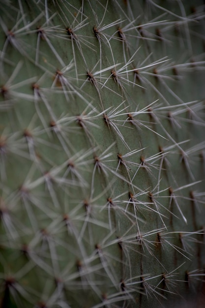 Foto detalhe dos espinhos de um cacto