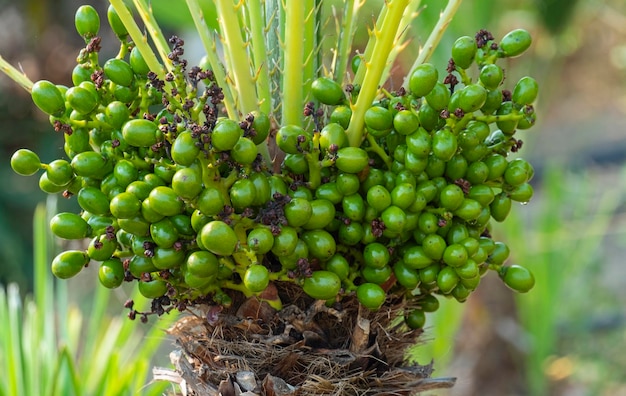 Detalhe dos frutos ou bagas do chamaerops é um gênero de plantas com flores na família Arecaceae A única espécie atualmente totalmente aceita é Chamaerops humilis