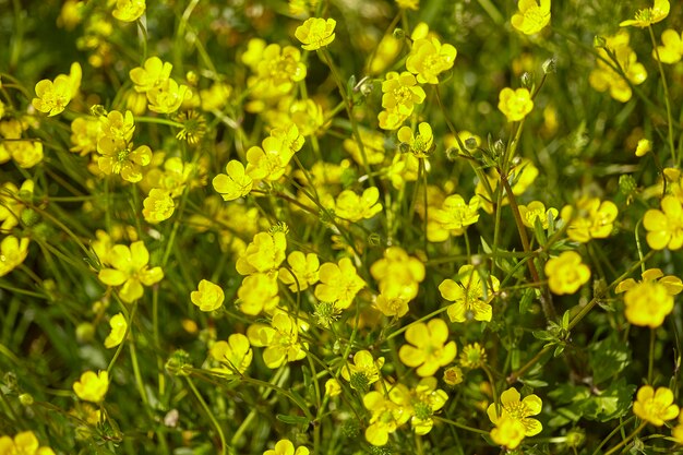 Detalhe dos narcisos amarelos que florescem nos prados na primavera