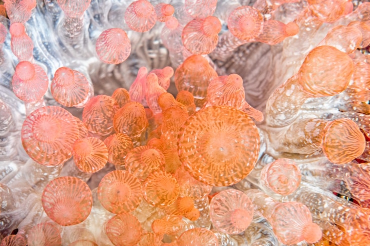 Foto detalhe dos tentáculos de anêmona rosa e laranja
