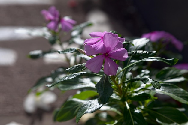 Detalhe em pervincas rosas