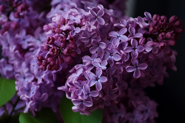 Detalhe lilás roxo gerado por IA