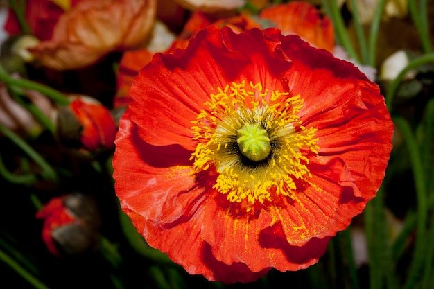 Detalhe macro da flor de papoula vermelha