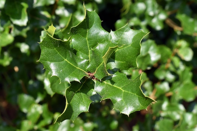 Detalhe macro das folhas Quercus agrifolia um carvalho nativo da Califórnia