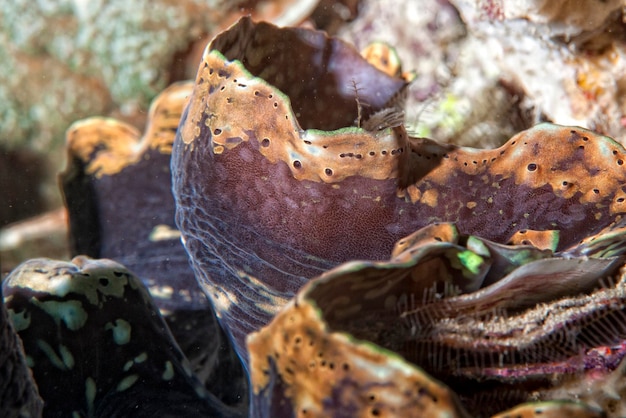 Detalhe macro de coral duro de Raja Ampat