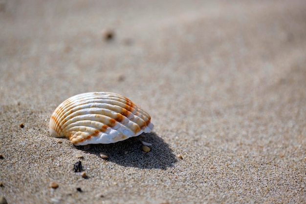 Foto detalhe macro de um único molusco na praia