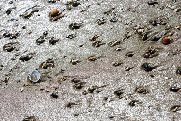 Detalhe mediterrâneo da praia com troncos de conchas de areia u