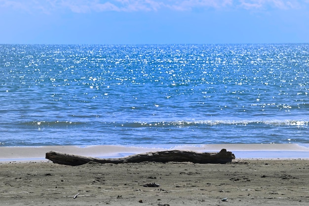 Detalhe mediterrâneo da praia com troncos de conchas de areia u