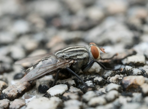 Detalhe, mosca, macio, foco