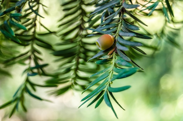 Foto detalhe natural do ramo de taxus baccata da árvore de teixo