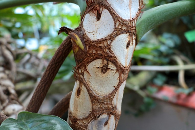 Detalhe no tronco de uma palmeira