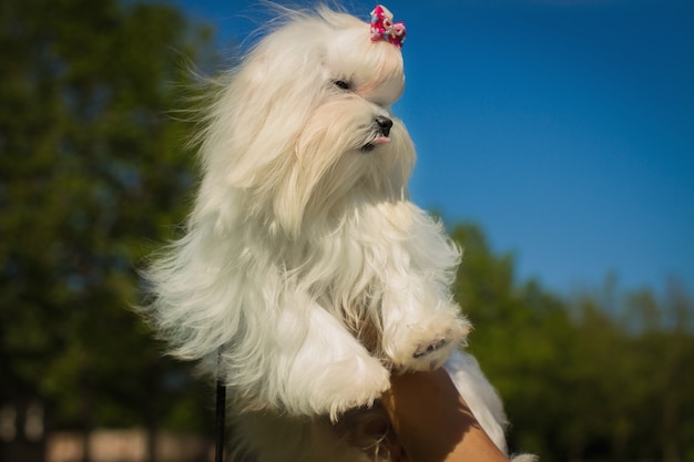 Foto detalhe o retrato com um cachorrinho maltês ou bichon pequeno e fofo olhando para a câmera