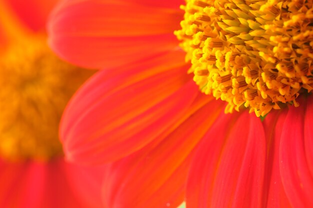 Foto detalhe para fundo de flor vermelha