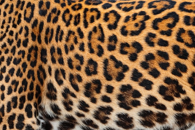 Foto detalhe pele de leopardo.