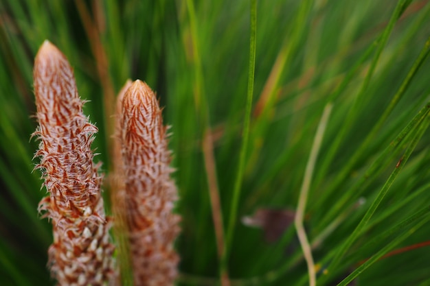 Detalhe, vista, de, pinho, lâmina, textura, fundo, pinho, em, cedo, primavera