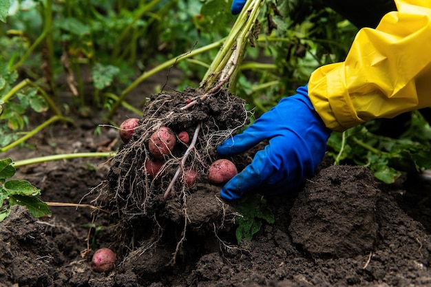 Detalhes As mãos do agricultor em luvas azuis segurando batata recém-cavada enquanto desenterra um arbusto de batata em crescimento em uma fazenda ecológica