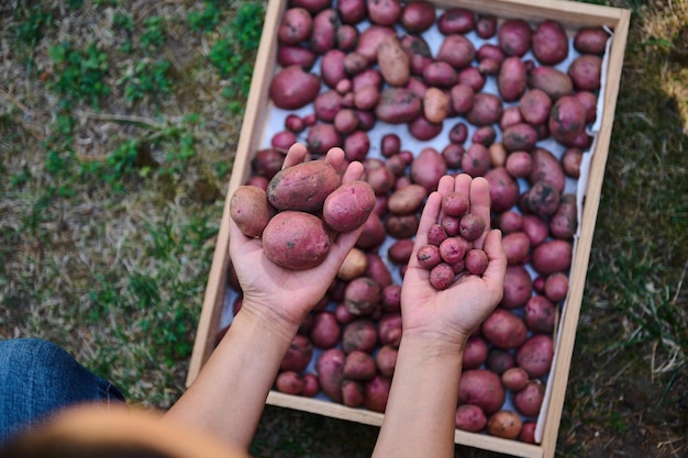 Detalhes as mãos do agricultor segurando uma batata pequena em uma mão e uma grande na outra variedade de colheitas com falha de colheita