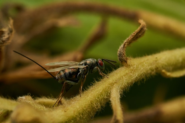 Detalhes completos do perfil de uma mosca com olhos vermelhos