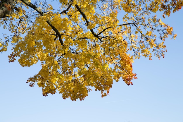 Detalhes da árvore com folhas amarelas contrastando com o céu azul