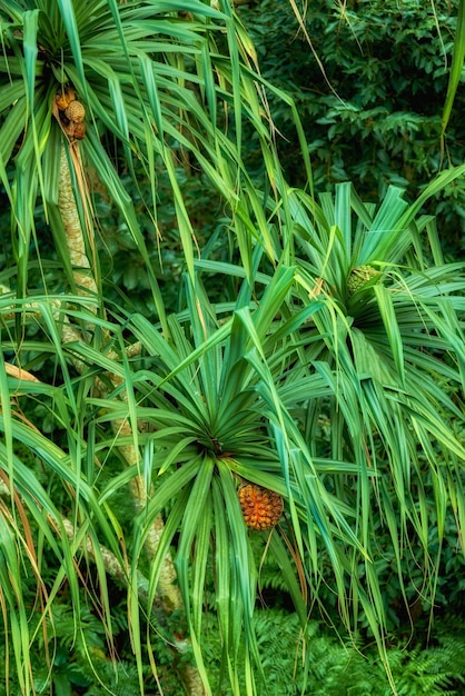 Detalhes da floresta da selva Havaí EUA Estrada da selva no Havaí A estrada para a floresta Árvores tropicais Vida ecológica As florestas tropicais havaianas são uma floresta tropical úmida de folhas largas