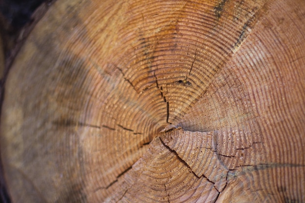 Detalhes da madeira