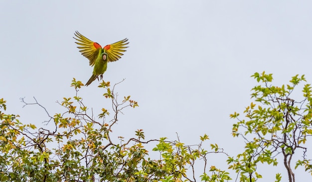 Detalhes da maritaca de uma bela maritaca no final da tarde em foco seletivo de jabuticabeira